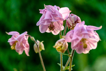 Pink garden flowers aquilegia on green nature background