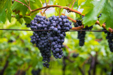 red wine grapes on the vine
