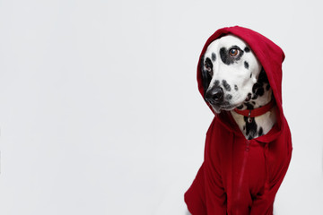 Dalmatian dog dressed in red sportswear sits on white background. Dog in clothes. Dog look left. Guilty look. Copy space