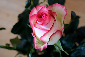 The rose grows in a garden. A beautiful decorative flower with petals of pink color.