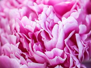 Beautiful spring peony flowers in the summer garden