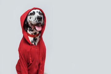 Dalmatian dog in red sweatshirt sits on white background. Dog head is covered by hood. Dog looks at right. Copy space