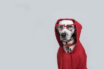 Portrait of Funny Dalmatian dog in red sweatshirt and glasses sits on white background. Copy space