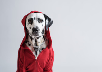 Dalmatian dog in red sweatshirt sits on white background. Dog head is covered by hood. Pet photography. Determined strongly. Copy space