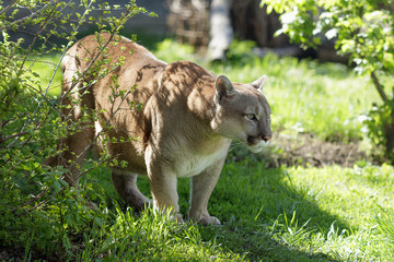 Fototapeta premium Portrait of a puma. Canadian Cougar