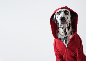 Dalmatian dog in red sweatshirt sits on white background. Dog head is covered by hood. Pet...