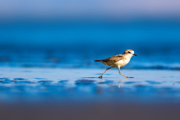 Cute little water bird. Nature background. Common water bird: Kentish Plover. Charadrius alexandrinus.