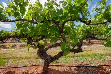 Vineyards South Australia