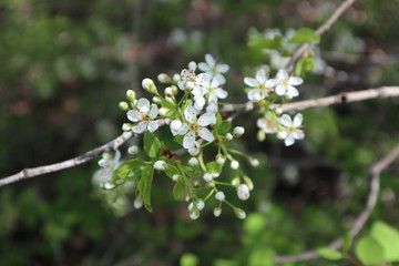Prunus in Bloom