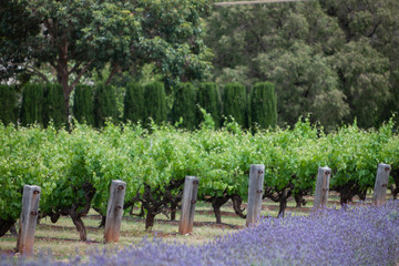Fototapeta na wymiar Vineyards South Australia