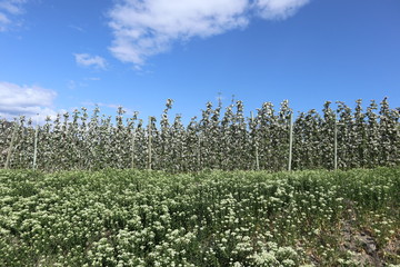 Apple Blooms over a Field of Flowers