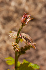 Spring Vinyards South Australia
