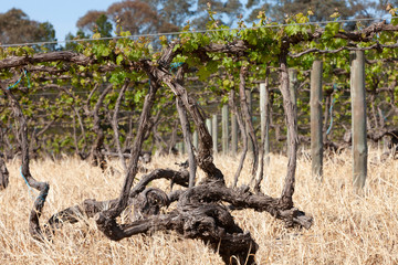 Fototapeta premium Spring Vinyards South Australia