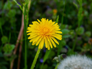 макро желтый одуванчик цветок