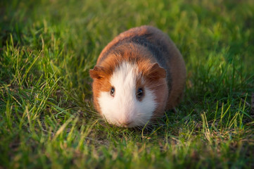 Guinea pig walks in the fresh air and eating green grass.