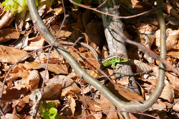 Lizard, Lacerta agilis