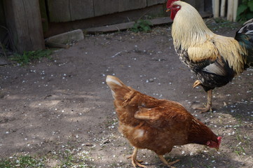 cock and chicken walk around the yard in the village