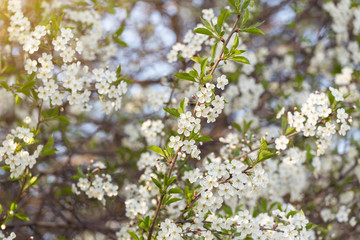 Obraz premium Flowers cherry tree branch in the garden, spring bloom, blossom in sunlight 