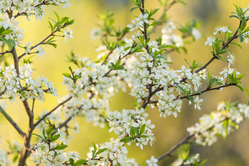 Spring bloom, blossom ploom branch with flowers in sunlight, blurred yellow backgroud
