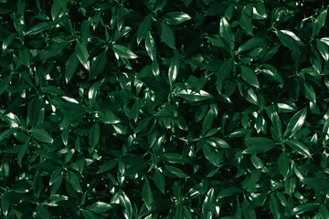 Dark green leaves. Abstract natural background