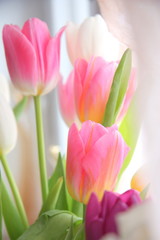 Multicolored fresh tulips. A bouquet of spring flowers.