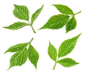 Raspberry leaf isolated
