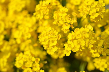 Smagliczka skalna, kwitnąca na zółto, Aurinia saxatilis