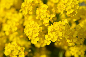 Smagliczka skalna, kwitnąca na zółto, Aurinia saxatilis