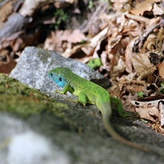 European green lizard -  Lacerta agilis - in his natural habitat