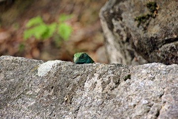 European green lizard -  Lacerta agilis - in his natural habitat