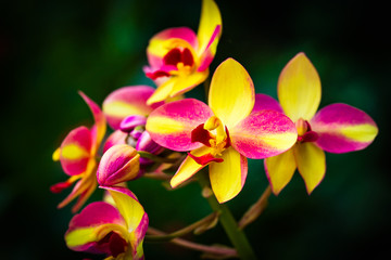 Purple and Yellow Orchids