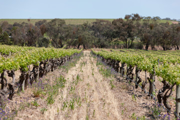 Spring Vinyards South Australia