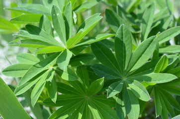 Fototapeta na wymiar Łubin ogrodowy, liście, młoda roślina, maj, Lupinus hybridus