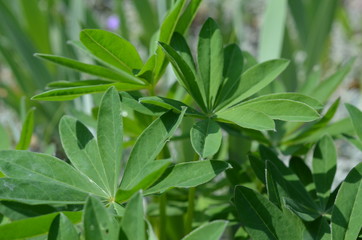 Łubin ogrodowy, liście, młoda roślina, maj, Lupinus hybridus