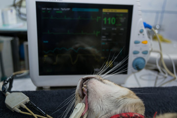sedated cat with lingual probe attached to monitor the SPO2 during surgery