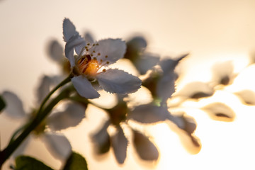 Beautiful, fragrant bird cherry (Prunus padus, hackberry, hagberry, or Mayday tree) in the rays of the setting sun, on a blurred background. Macro.