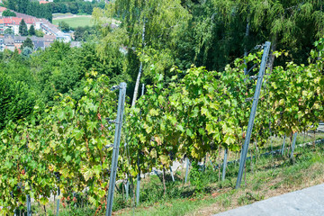 Vineyards in the sity Karlsruhe is the largest city of the state of Baden-Württemberg in southwest Germany.