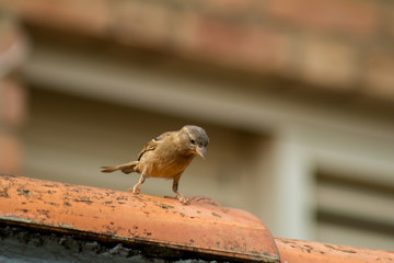 Bird in the roof