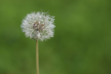 Dandelion