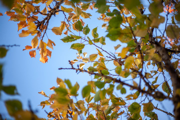 Autumn leaves