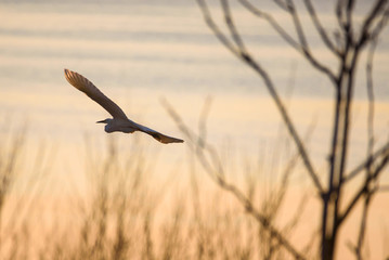 Selective focus photo.  The great egret (Ardea alba). Also known as common egret and large egret, flying over lake before sunset.