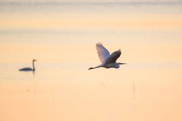 Fototapeta na wymiar Selective focus photo. The great egret (Ardea alba). Also known as common egret and large egret, flying over lake before sunset.