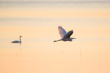 Selective focus photo.  The great egret (Ardea alba). Also known as common egret and large egret, flying over lake before sunset.