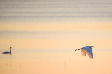 Selective focus photo.  The great egret (Ardea alba). Also known as common egret and large egret, flying over lake before sunset.
