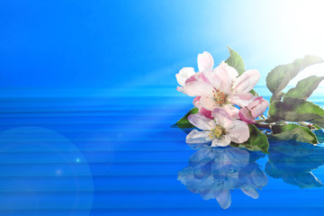 Kwiaty kwitnącej jabłoni odbite w błękitnej wodzie, w promieniach słońca.	 - obrazy, fototapety, plakaty