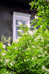 Beautiful spring jasmine flowers on rural wooden window background