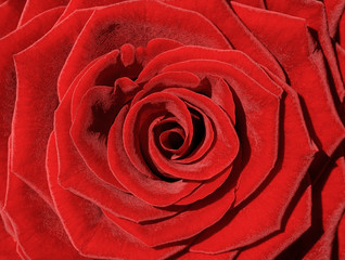 Macro photo of red rose. Closeup flower petals.