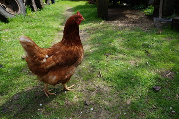 chicken walks in the yard