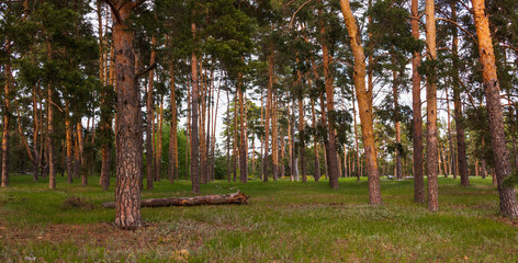 Mysterious pine forest at sunset. Panoramic photo.