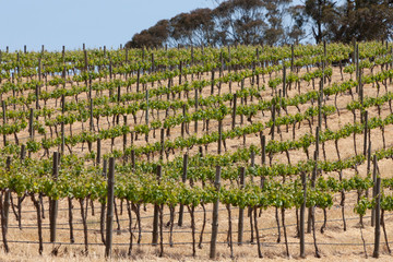 Spring Vineyards